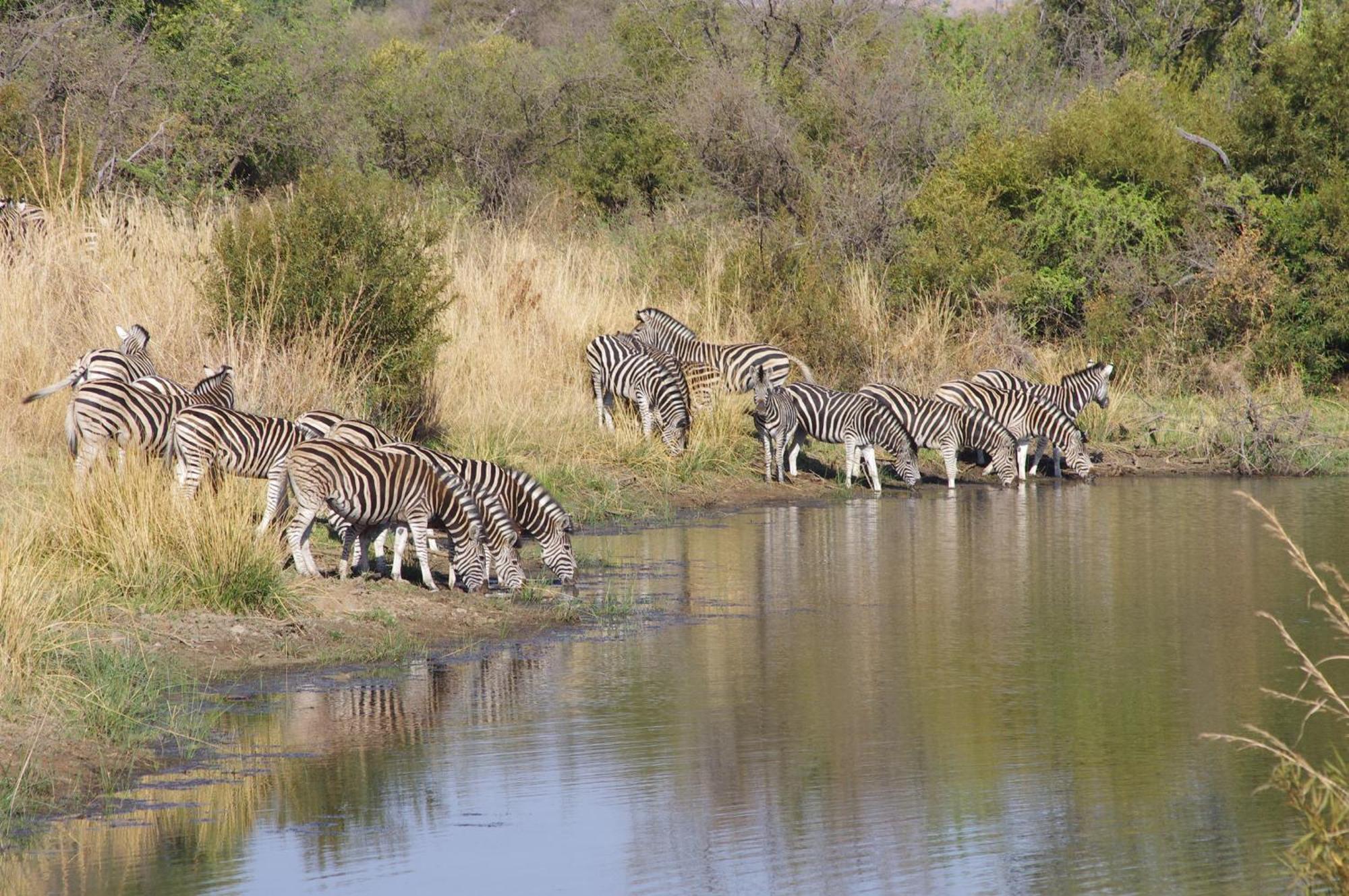 Pangolin Game Lodge - Self Catering, Incl 2 Game Drives Per Day Matlhagame ภายนอก รูปภาพ