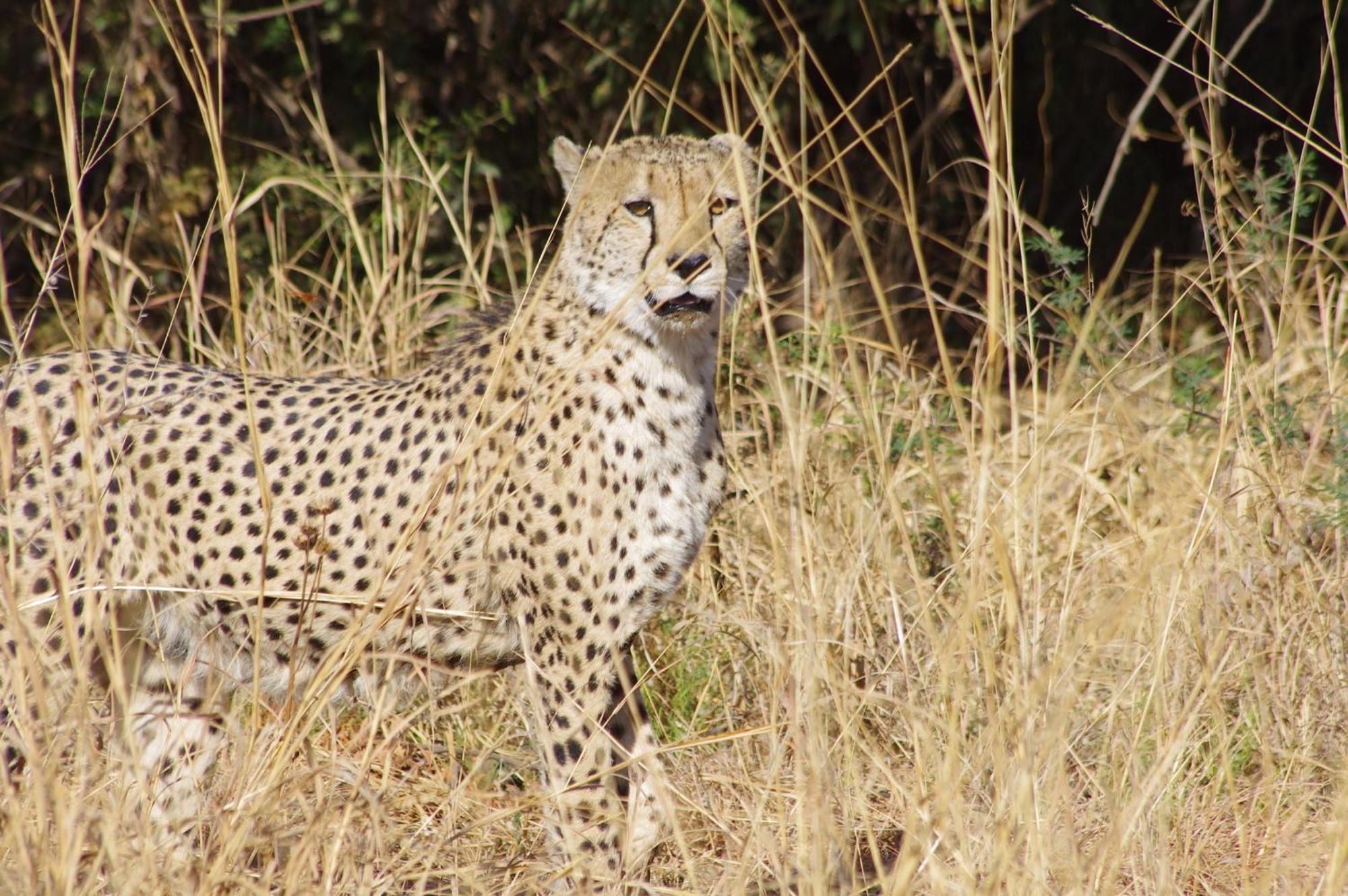 Pangolin Game Lodge - Self Catering, Incl 2 Game Drives Per Day Matlhagame ภายนอก รูปภาพ