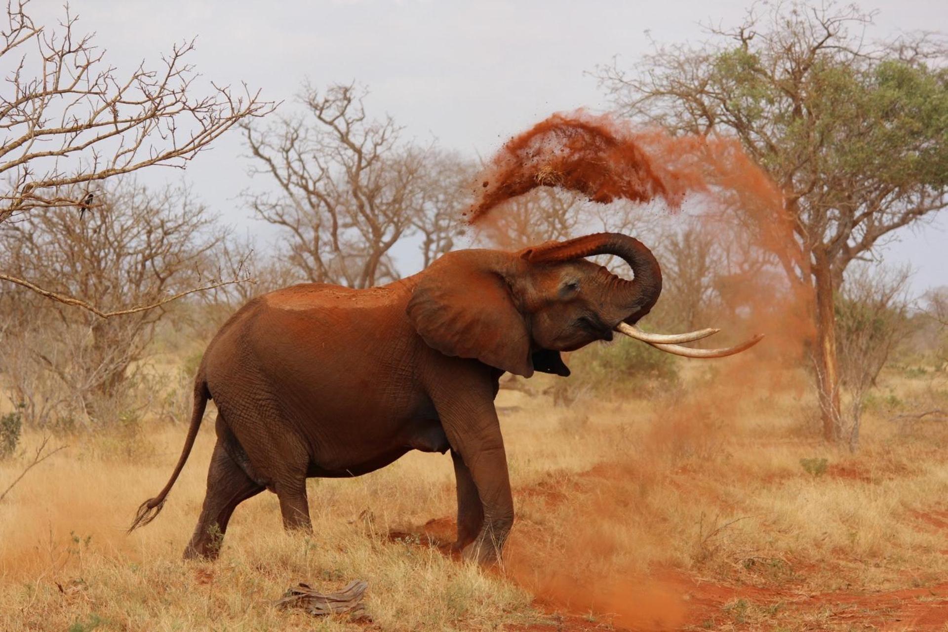 Pangolin Game Lodge - Self Catering, Incl 2 Game Drives Per Day Matlhagame ภายนอก รูปภาพ