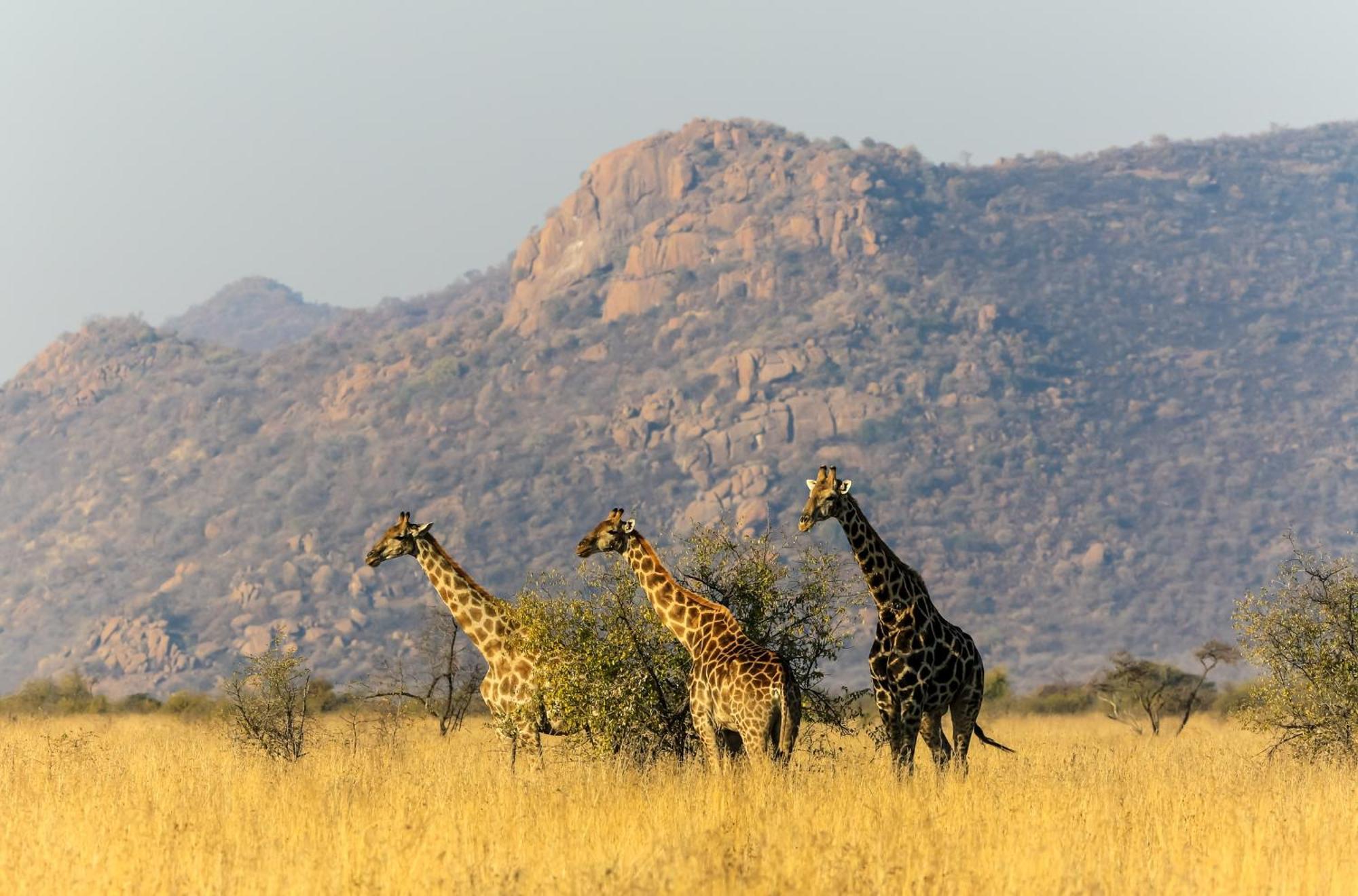 Pangolin Game Lodge - Self Catering, Incl 2 Game Drives Per Day Matlhagame ภายนอก รูปภาพ