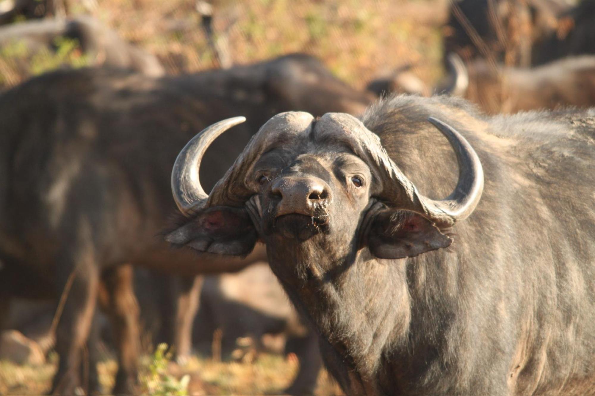 Pangolin Game Lodge - Self Catering, Incl 2 Game Drives Per Day Matlhagame ภายนอก รูปภาพ