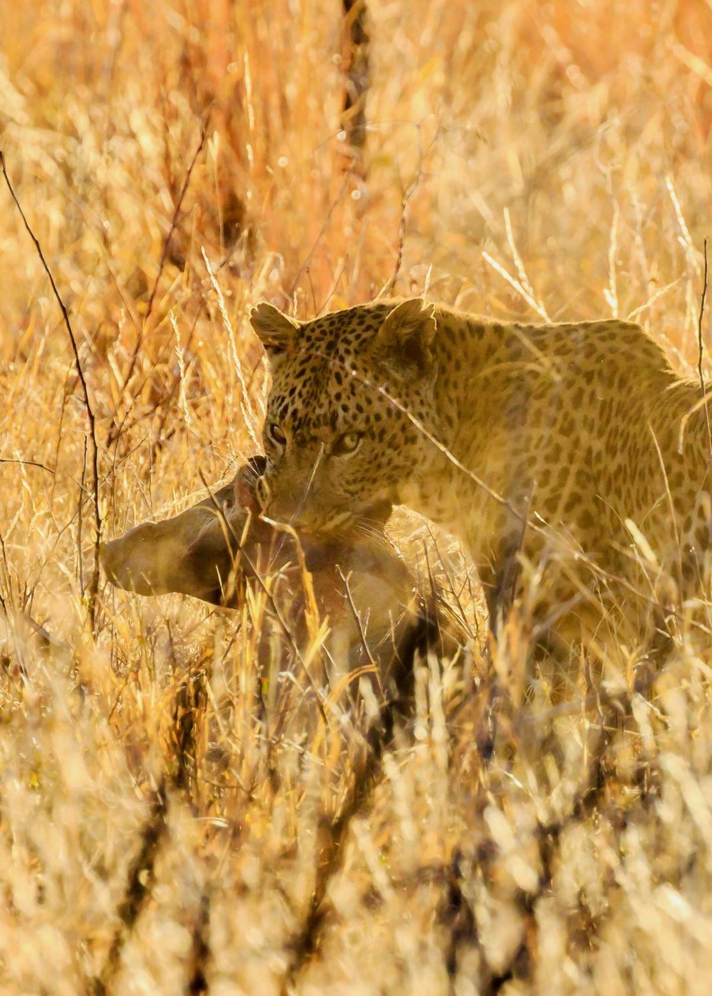 Pangolin Game Lodge - Self Catering, Incl 2 Game Drives Per Day Matlhagame ภายนอก รูปภาพ