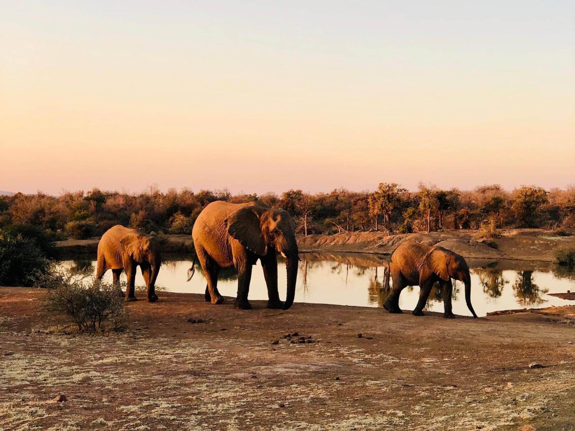 Pangolin Game Lodge - Self Catering, Incl 2 Game Drives Per Day Matlhagame ภายนอก รูปภาพ