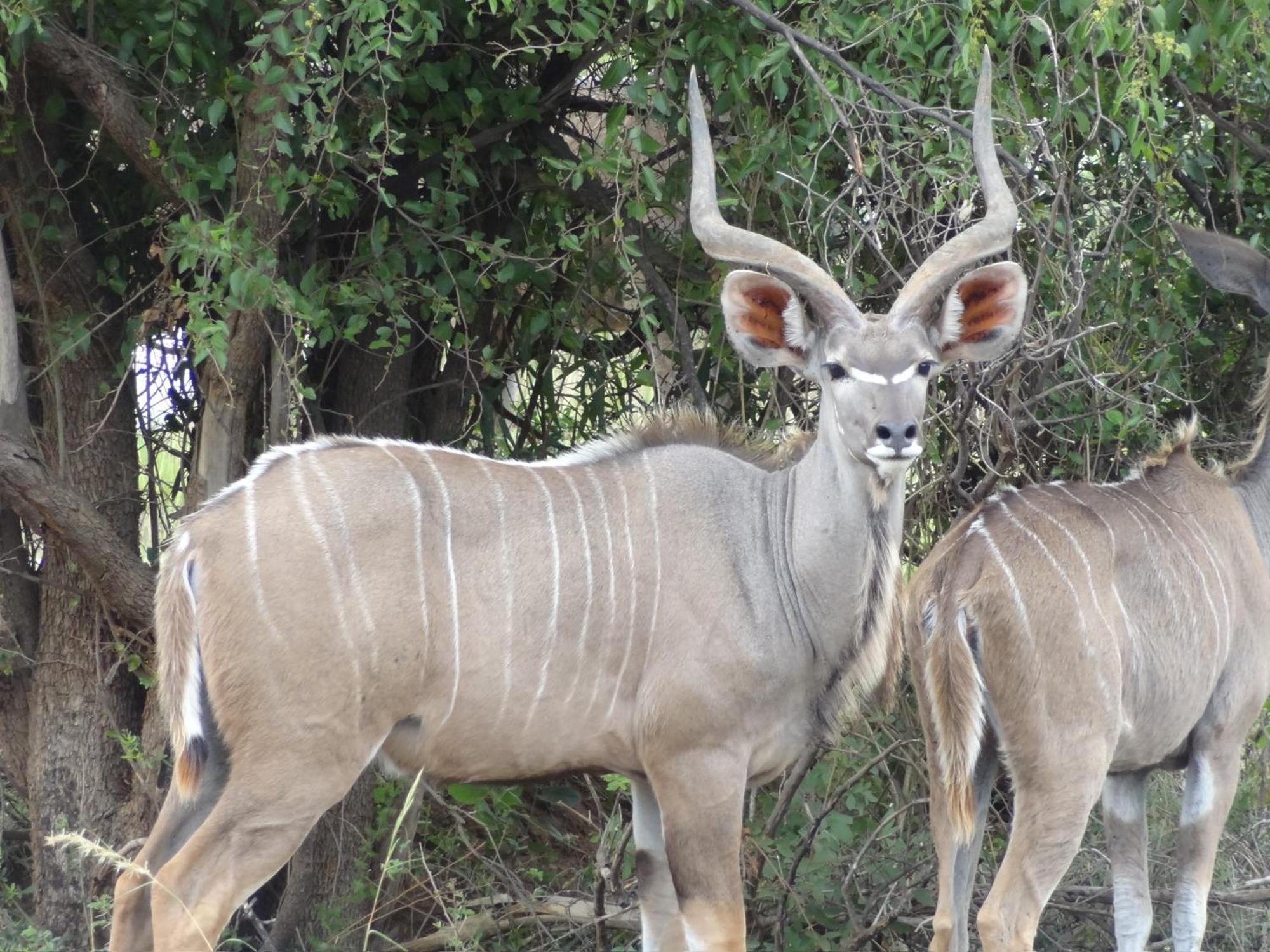Pangolin Game Lodge - Self Catering, Incl 2 Game Drives Per Day Matlhagame ภายนอก รูปภาพ