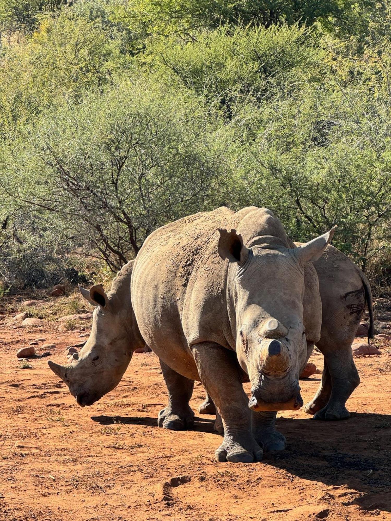 Pangolin Game Lodge - Self Catering, Incl 2 Game Drives Per Day Matlhagame ภายนอก รูปภาพ