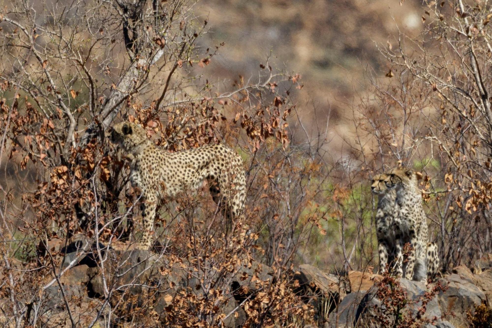 Pangolin Game Lodge - Self Catering, Incl 2 Game Drives Per Day Matlhagame ภายนอก รูปภาพ