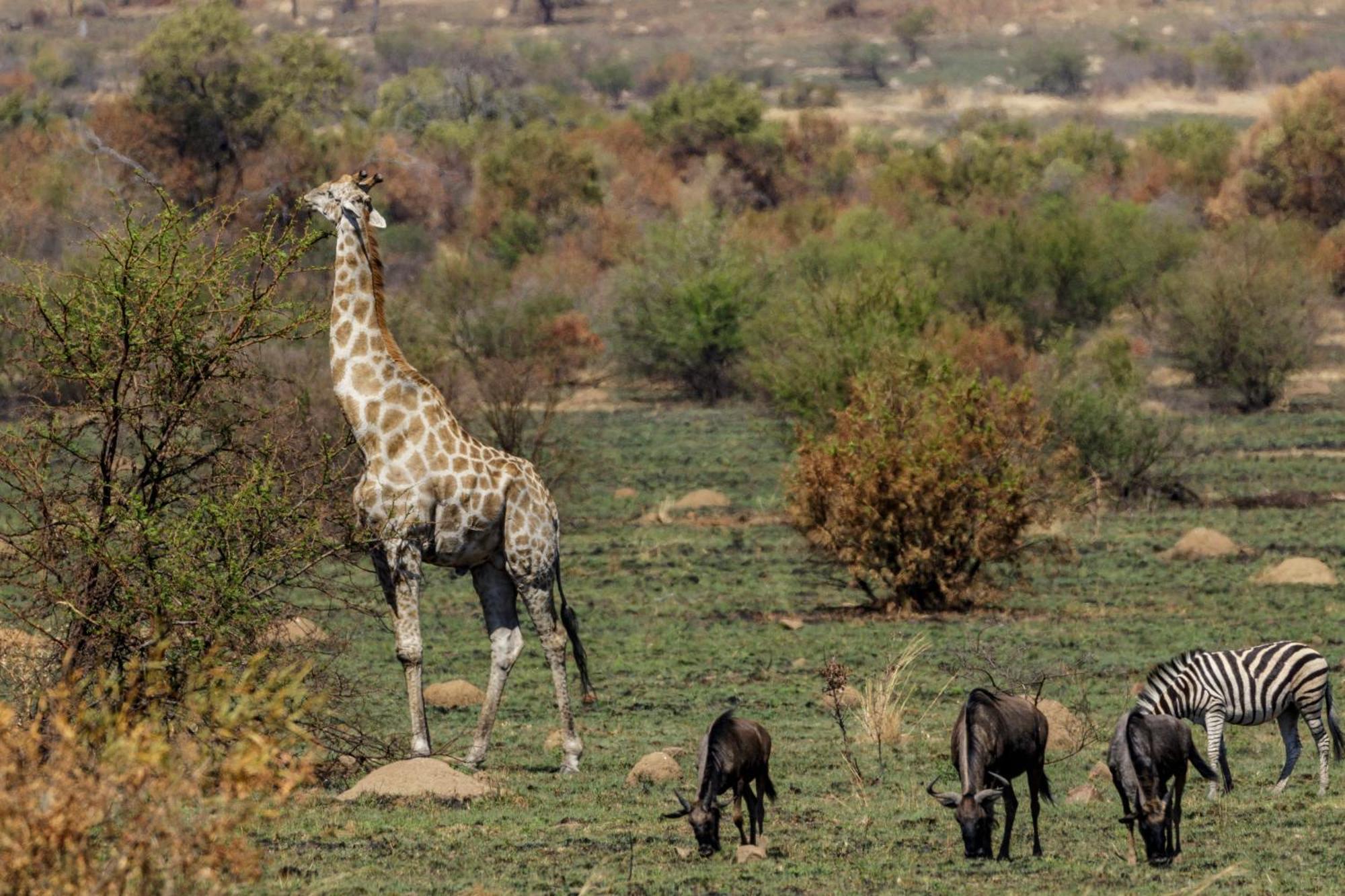 Pangolin Game Lodge - Self Catering, Incl 2 Game Drives Per Day Matlhagame ภายนอก รูปภาพ