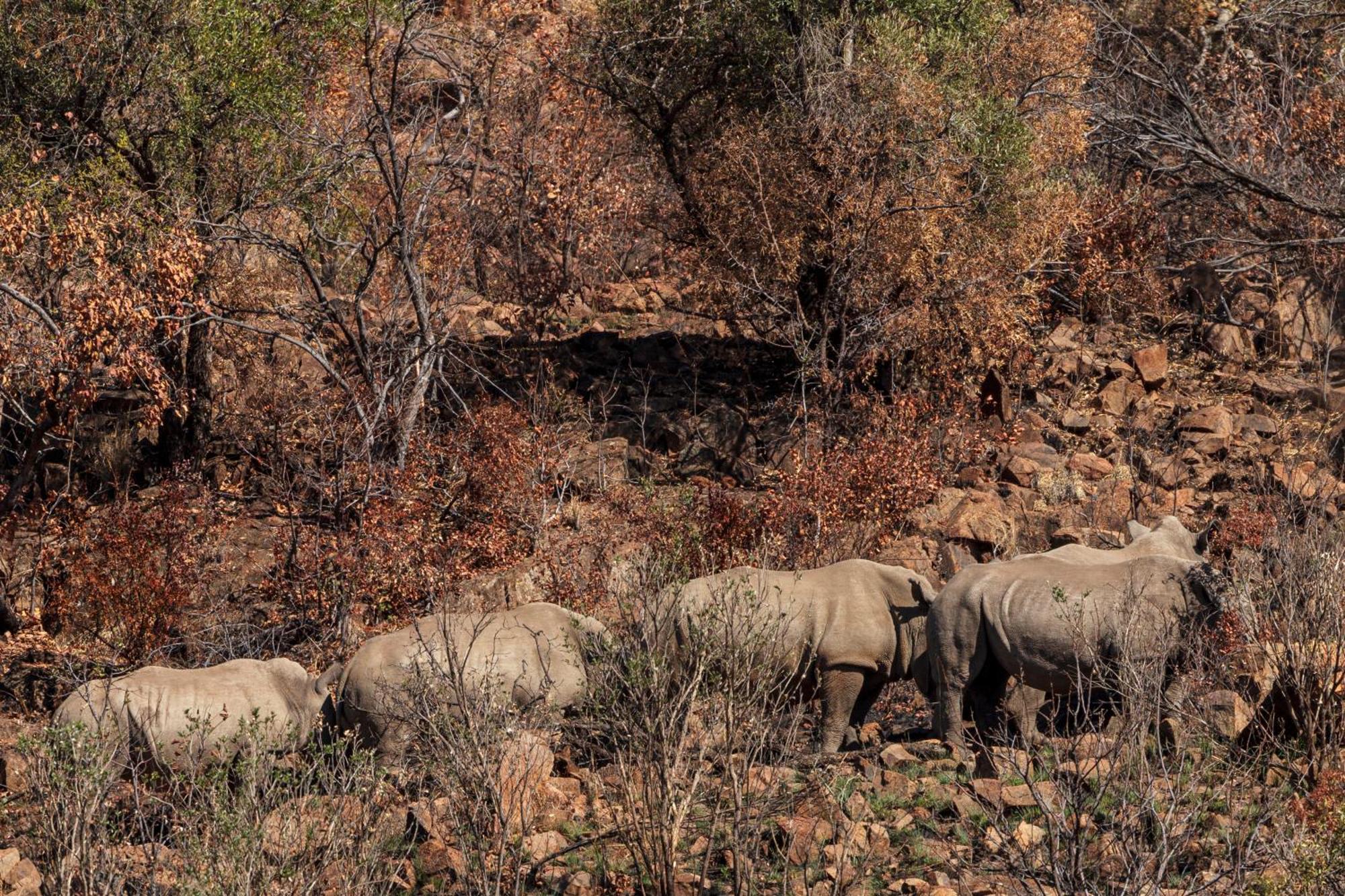 Pangolin Game Lodge - Self Catering, Incl 2 Game Drives Per Day Matlhagame ภายนอก รูปภาพ